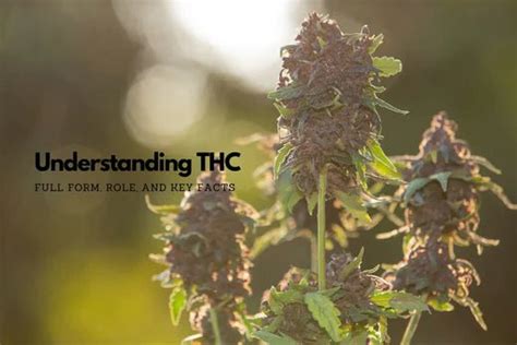 Understanding THC: Full Form, Role, and Key Facts – Urhemped