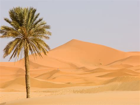 What Plants Grow In Sahara Desert at Louise Mcmakin blog
