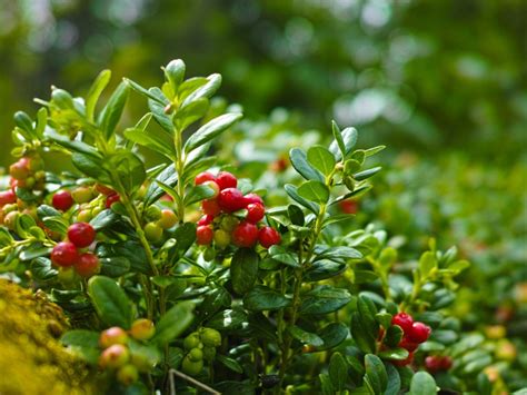 Growing Cranberry Plants: How Are Cranberries Grown In The Garden ...