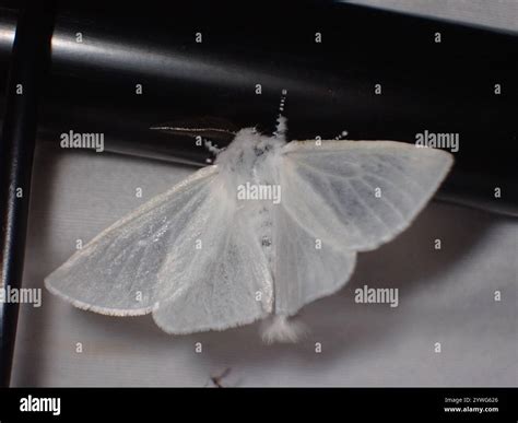 White Satin Moth (Leucoma salicis Stock Photo - Alamy