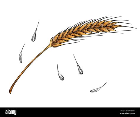 Wheat Stalk Drawing