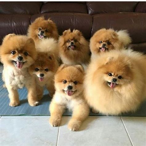 Pomeranian Dog Breed Information, Images, Characteristics, Health