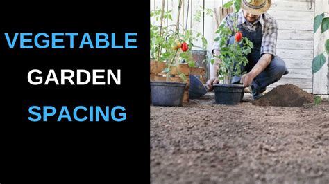 Space Between Plants 的图像结果