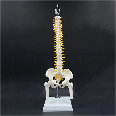 Fhuili 45cm Spine Model Lumbar Spine Pelvis Hip Bone Model | Desertcart ...