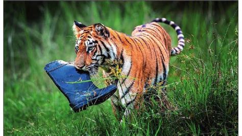 Weather forecast and conditions for Roorkee, Uttarakhand - The Weather ...