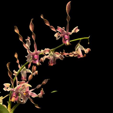 Dendrobium Orchid (Jairak Helix x Burana Twist) Mature Bushy Plant - R