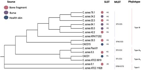 Phenotypic and Genotypic Characterization of Cutibacterium acnes ...