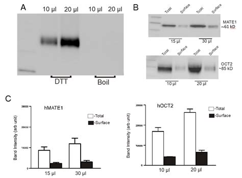 Transport Turnover Rates for Human OCT2 and MATE1 Expressed in Chinese ...