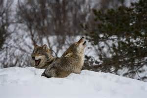 Running down a meal: animals that hunt in packs