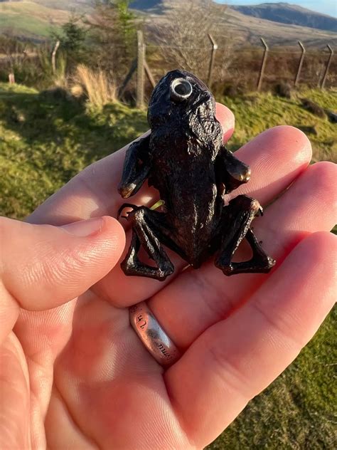 Toad Killing Toad 的图像结果