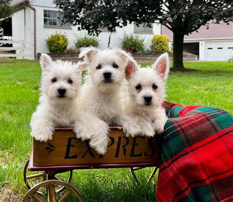 West Highland White Terrier (Westie) Puppies For Sale In Pennsylvania