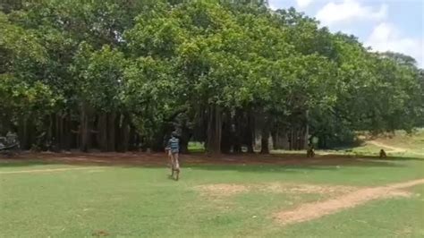 Seeing is believing: This mighty banyan tree in Odisha stands witness ...