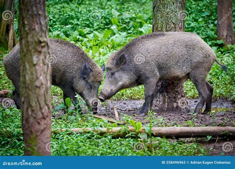 Wild Pigs in Natural Habitat Stock Image - Image of forest, animal: 258496963