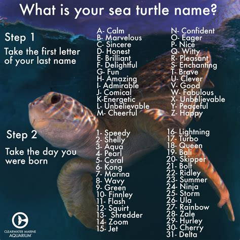 What are Good Names for Turtle - Turtlean