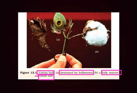 Biotechnology and Its Applications Class 12th Notes (Complete Guide)
