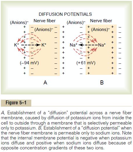Image result for Diffusion Potentials