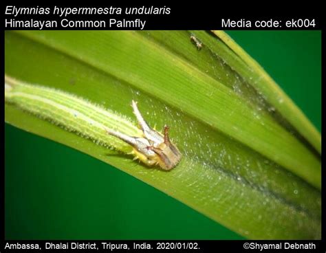 Elymnias hypermnestra | Butterfly