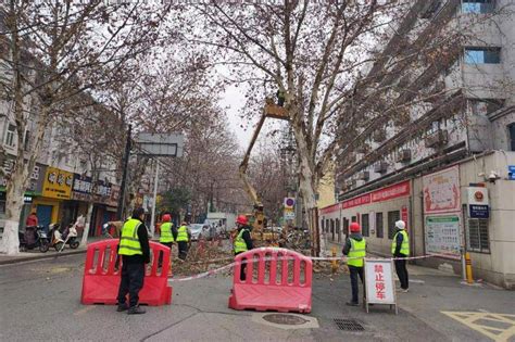 襄阳市：市区2300余棵行道树整形修剪工作开展 预计五月底完工_施工_道路_绿化