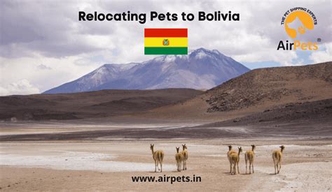 Relocating Pets to Bolivia - Pet Travel Blog | Pet Friendly Travel Blog ...