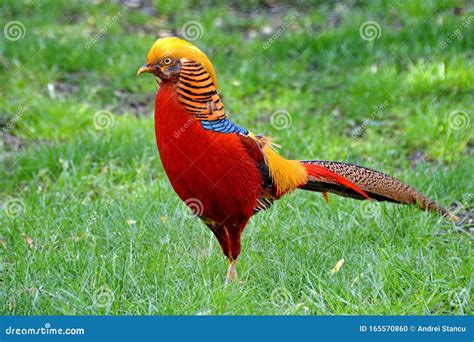 Golden pheasant stock photo. Image of male, ground, nature - 165570860