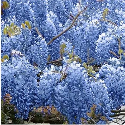 Blue Chinese Wisteria Tree | Wisteria sinensis | 3-4 Feet Tall | Free ...