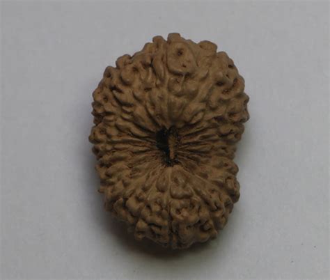 17 Mukhi Rudraksha(Indonesian) - Collector Size – Rudradhyay