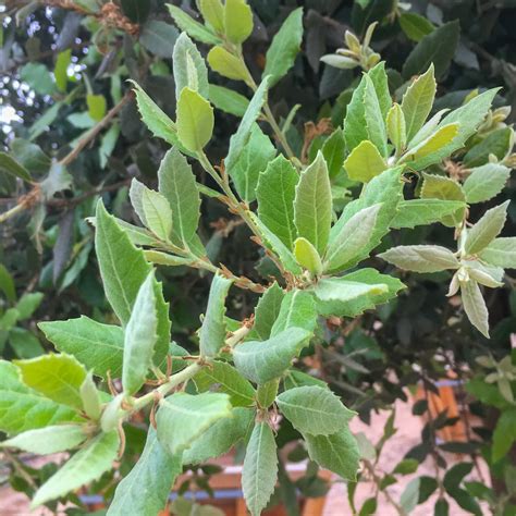 Coastal Oak | Evergreen Trees | Moon Valley Nurseries