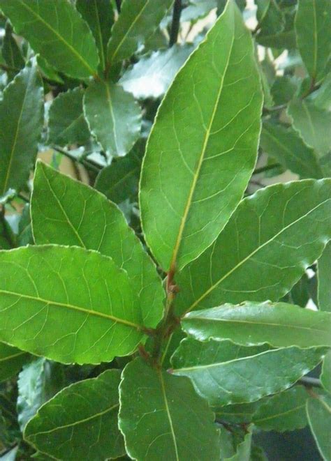 The Beauty of Turkish Bay Leaves