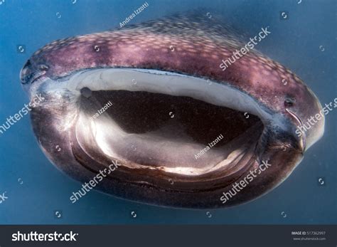 Whale Shark Underwater Big Open Mouth Stock Photo 517362997 | Shutterstock