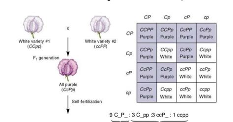 Image result for Complementary Genes