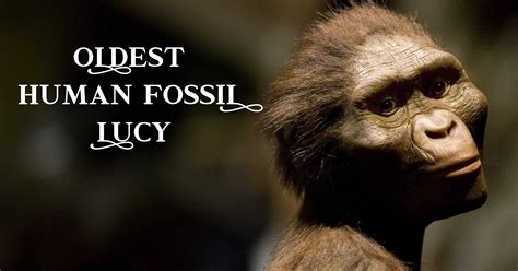 Fossile Humain Lucy This Is Why Lucy Has Been The Face Of Human