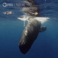 Image result for Sperm Whale Exploding