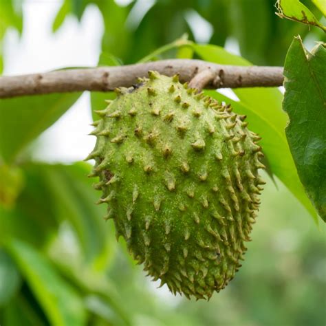 What Is Soursop Tea? - Brewed Leaf Love