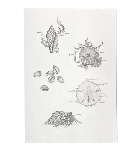Image result for Shell Drawing Kit