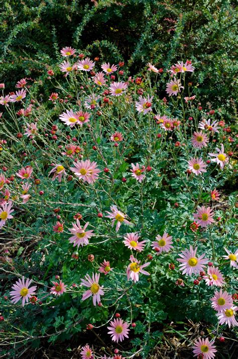 Chrysanthemum 'Hillside Sheffield Pink' - Secret Garden Growers