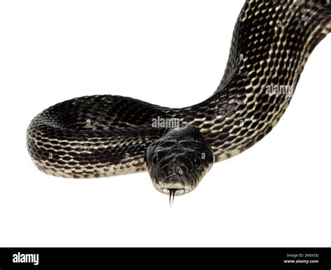 head shot of a Black rat snake aka Pantherophis obsoletus. Tongue out ...