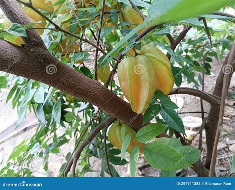 Yellow Coloured Beautiful Star Fruits in a Plant with Green Leaves ...