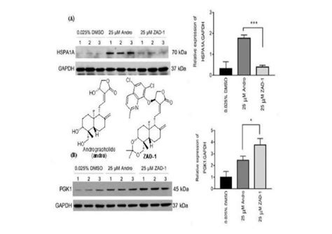 Andrographolide and Its 14-Aryloxy Analogues Inhibit Zika and Dengue ...