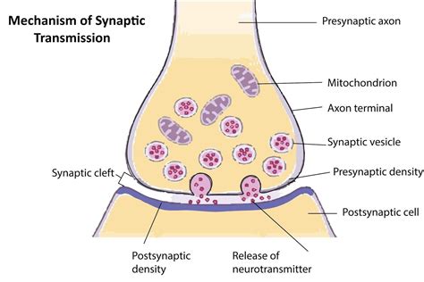 Synapse Permban Script 的图像结果