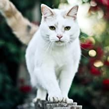 Purepet Mackerel Adult Dry Cat Food, 1.2 kg,Pack of 1 : Amazon.in: Pet ...