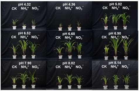 Nitrogen Source Preference in Maize at Seedling Stage Is Mainly ...