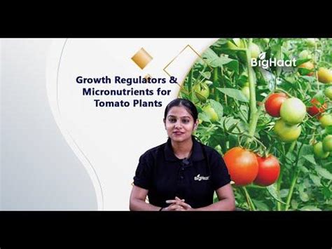 Tomato Farming– A brief Guide | BigHaat