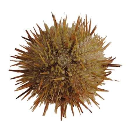 Green Sea Urchin transparent PNG - StickPNG