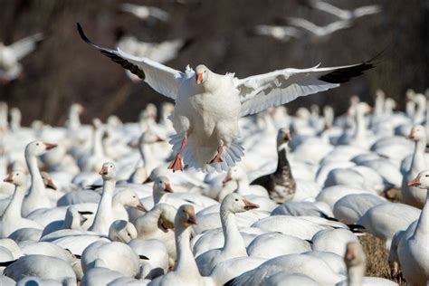 The Fascinating Journey of Snow Geese: Exploring Their Majestic Migration Patterns