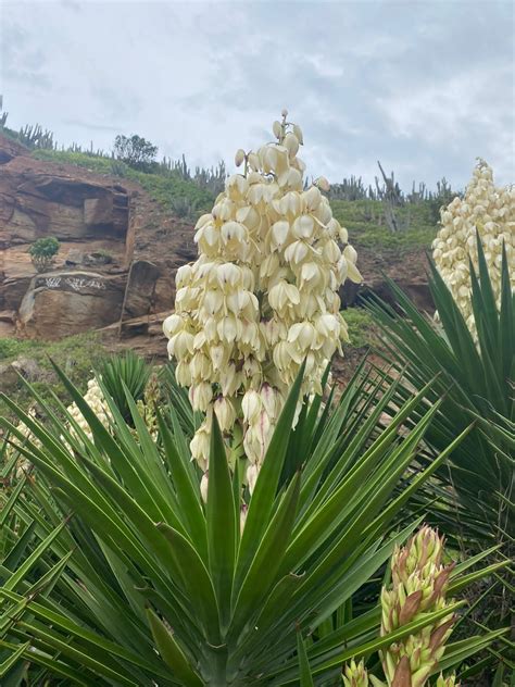 Yucca gloriosa variegata variegated spanish dagger world of succulents ...