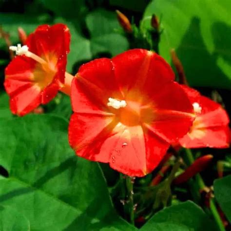 Buy Golden Hills Morning Glory Red Flower Seeds Online at the Best ...
