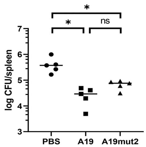 Characterization of Brucella abortus Mutant A19mut2, a Potential DIVA ...