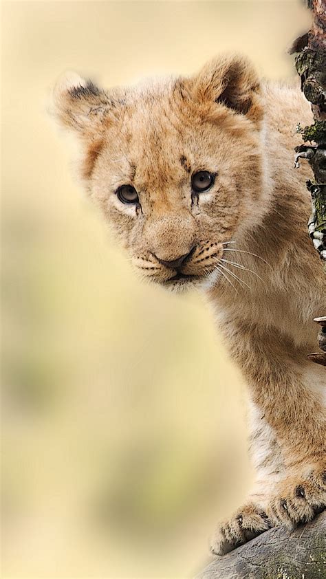 Animal Cubs Wallpapers (50 images) - WallpaperCat