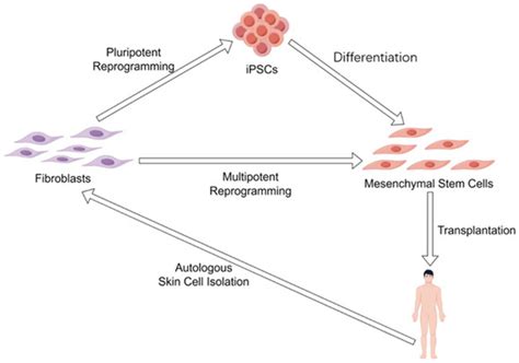Rejuvenated Autologous Adult Stem Cells: Emerging Front Runners in the ...