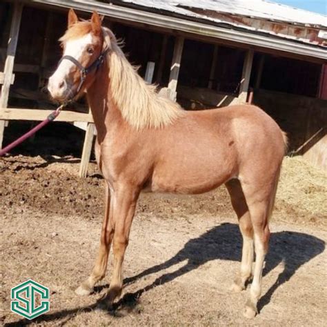 33) I’M THE QUEEN OF MEMPHIS 22200601 – A yearling daughter of World ...